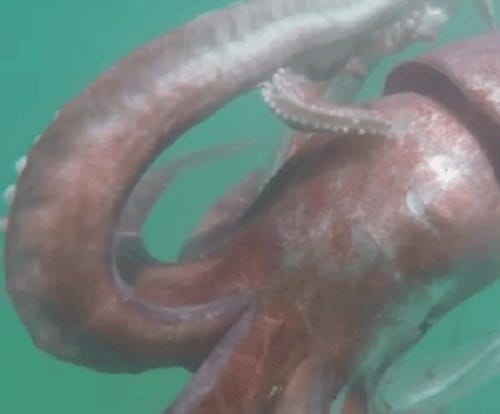 Giant sea animal found at Melkbosstrand in South Africa 