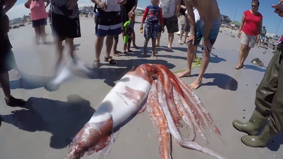 Giant sea animal found at Melkbosstrand in South Africa 