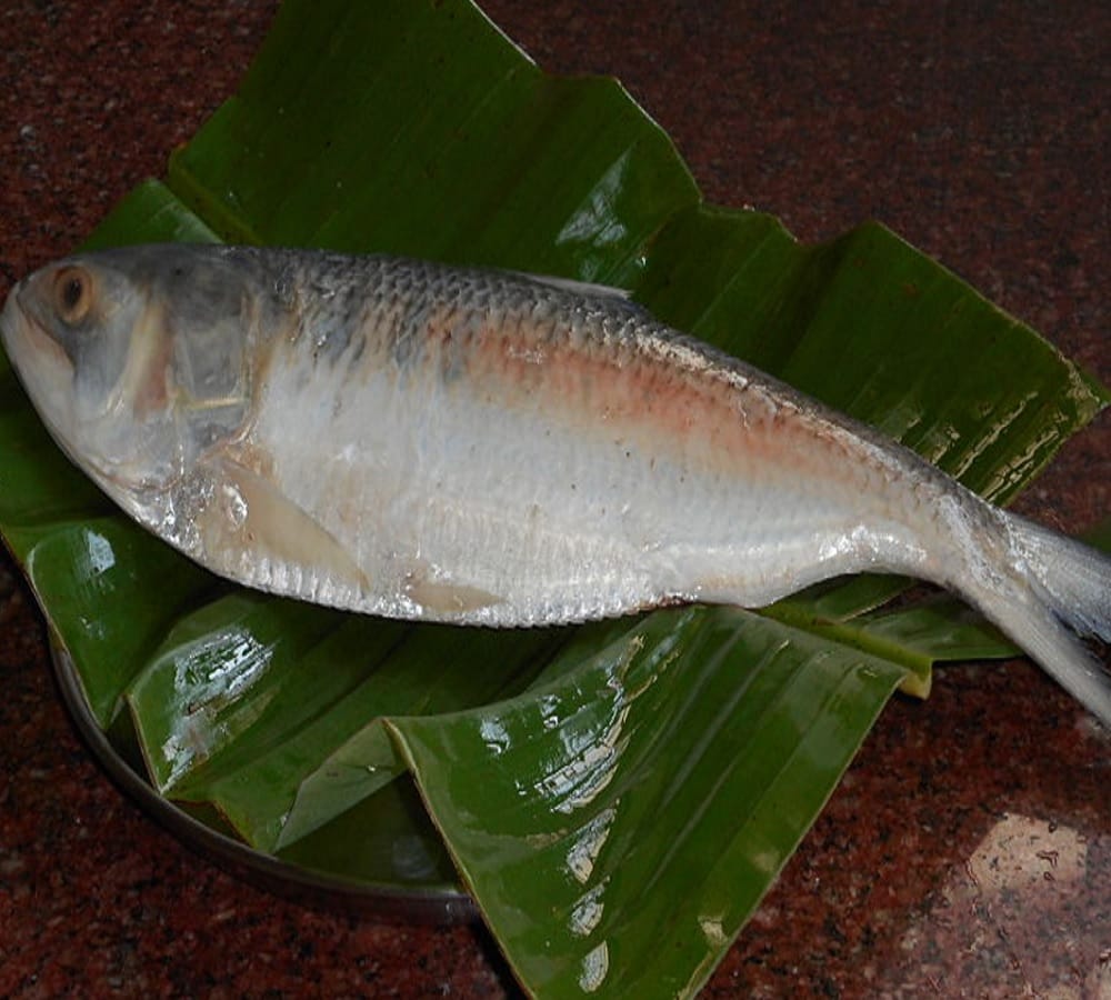 Know important reasons why You Should Not Eat Fish During Monsoon