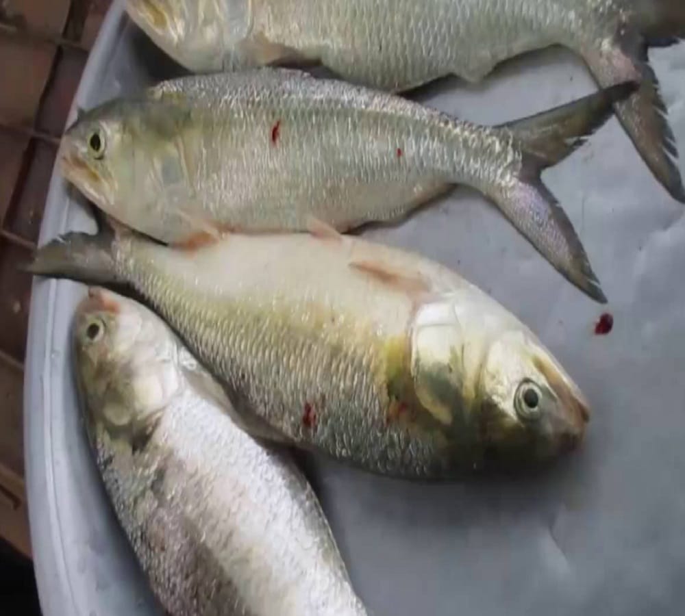 मछली पालन संरक्षण के लिए बना नया कानून