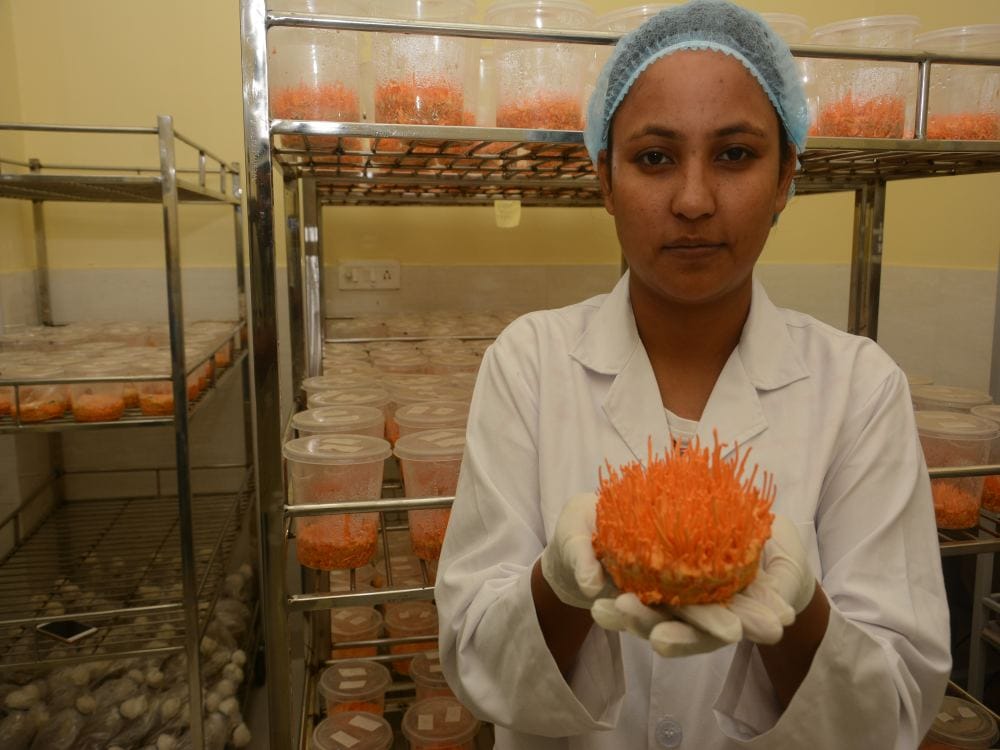 divya rawat farming Priceless kira jari herb in house lab 