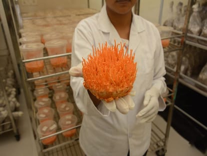 divya rawat farming Priceless kira jari herb in house lab 