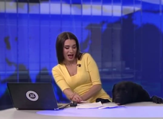 News anchor was doing live bulletin while this   animal interrupted her