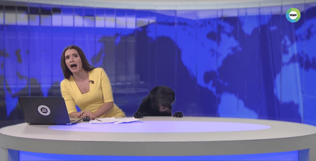News anchor was doing live bulletin while this   animal interrupted her