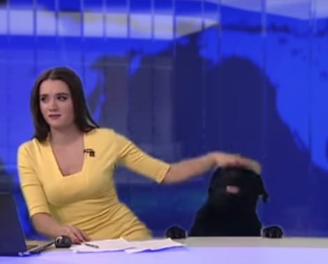 News anchor was doing live bulletin while this   animal interrupted her