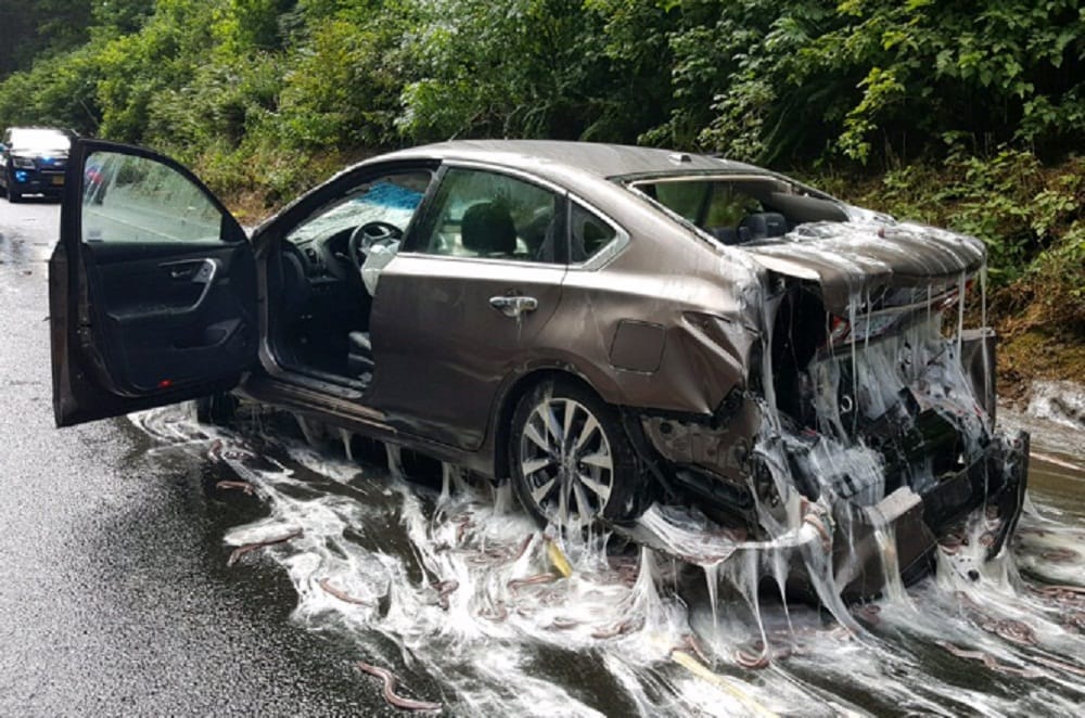Watch how eels destroyed luxury cars in a road   accident at Oregon in the USA 
