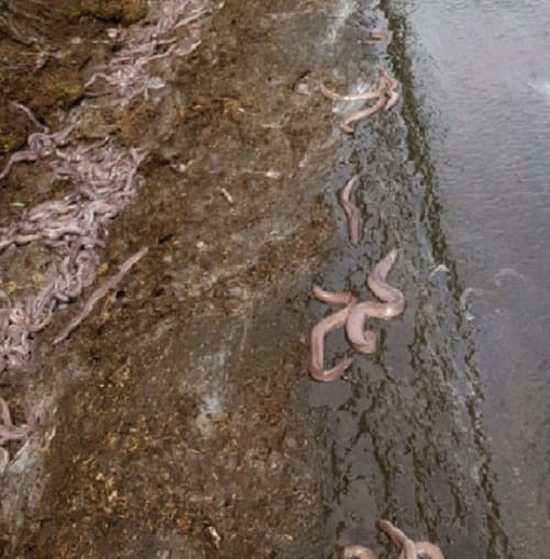 Watch how eels destroyed luxury cars in a road   accident at Oregon in the USA 