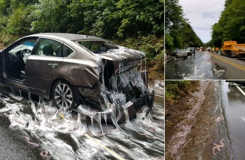 Watch how eels destroyed luxury cars in a road   accident at Oregon in the USA 
