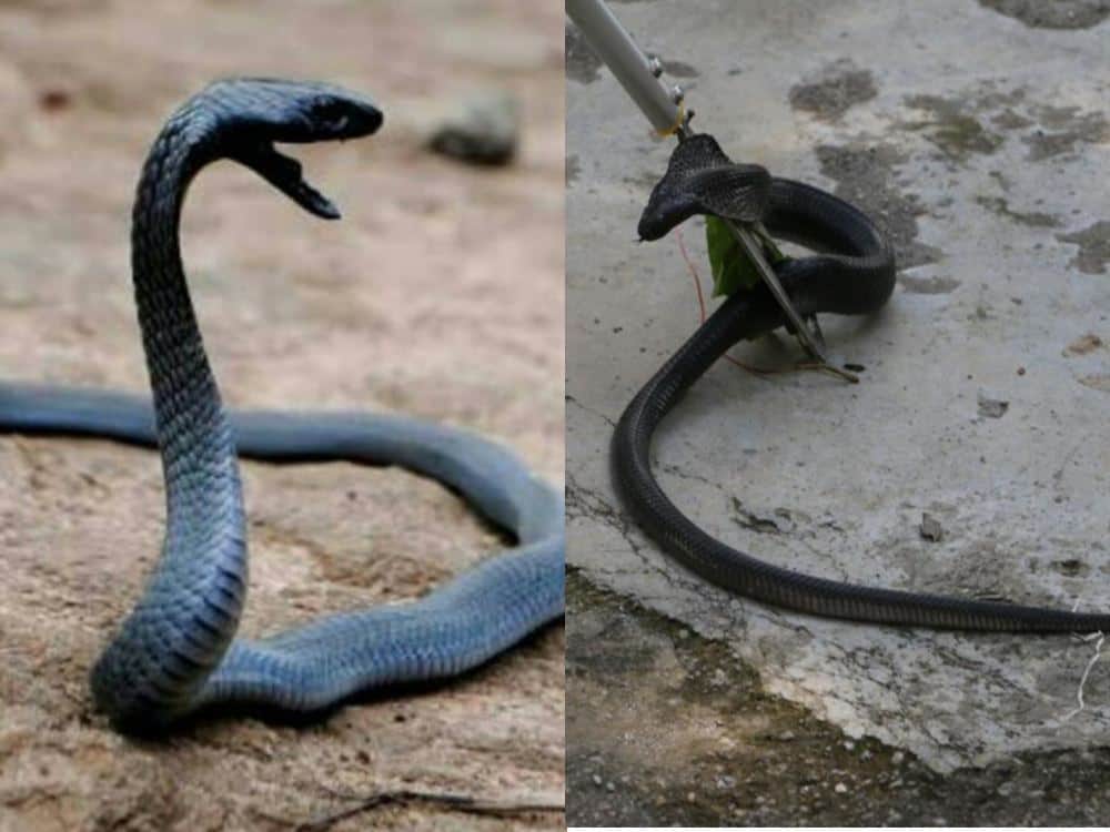 Rare spitting cobra caught in dehradun