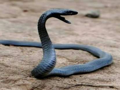 spitting cobra