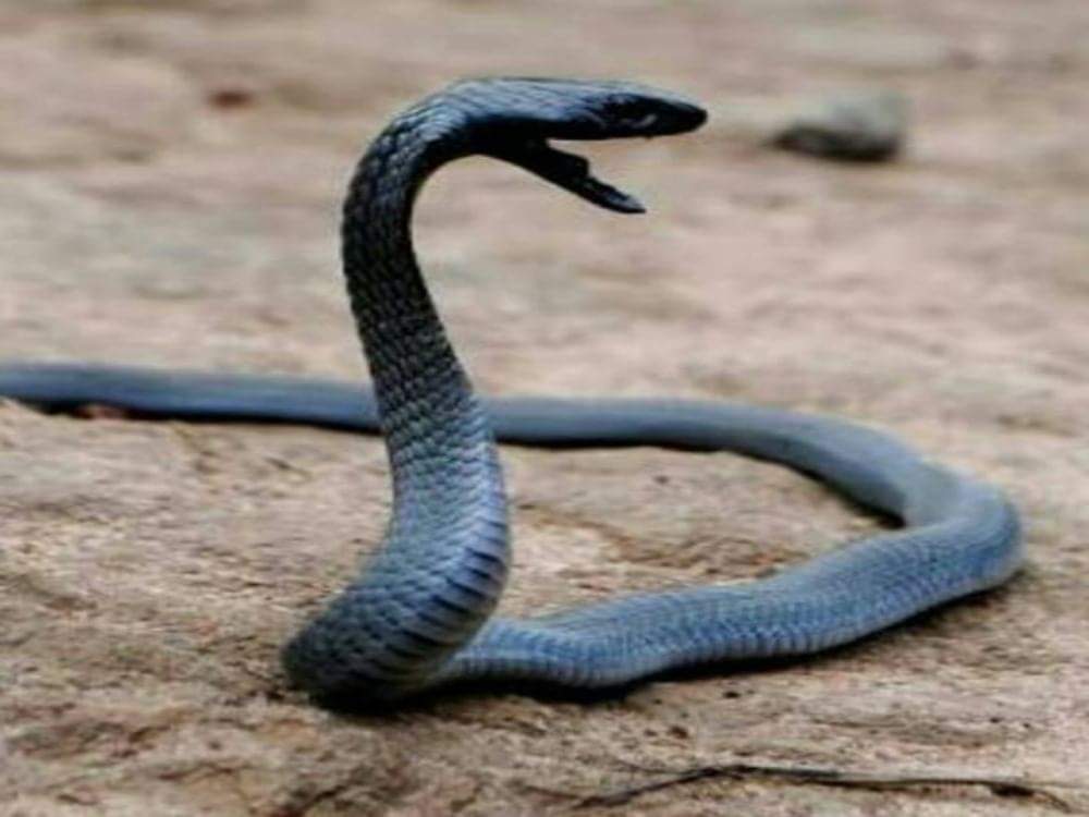 king cobra attacked on a man in laksar