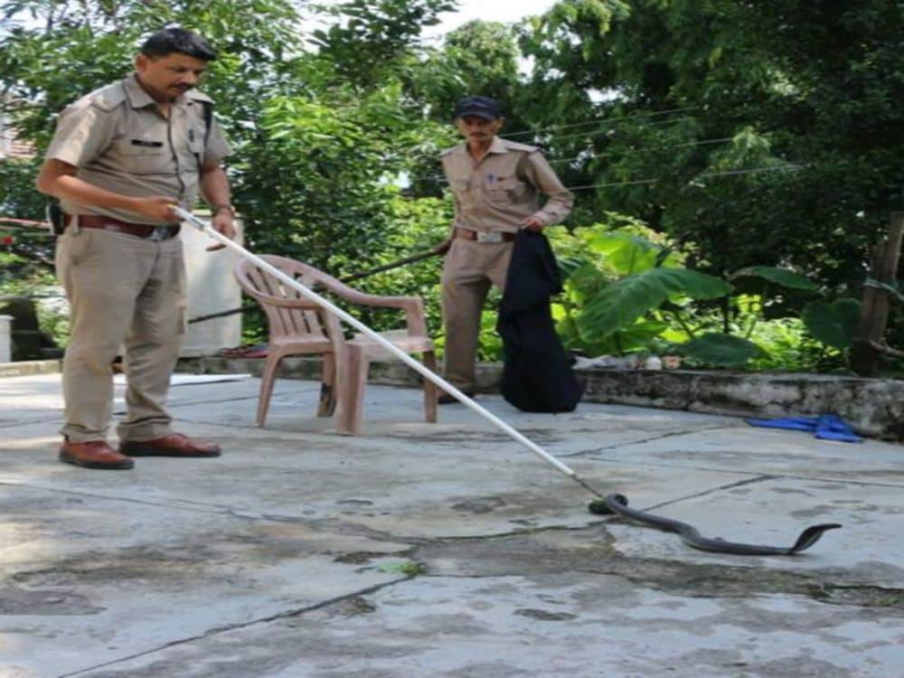 Rare spitting cobra caught in dehradun