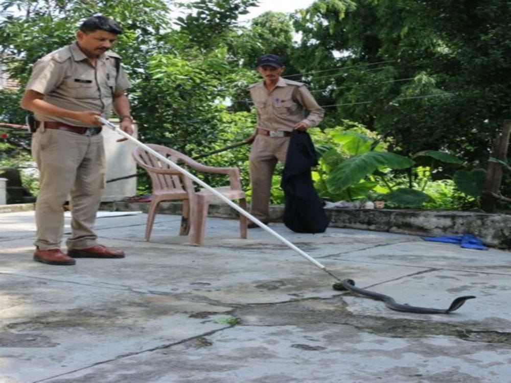 cobra rescue from house in doiwala