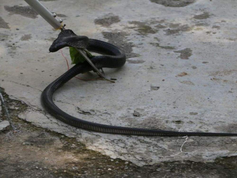 king cobra attacked on a man in laksar