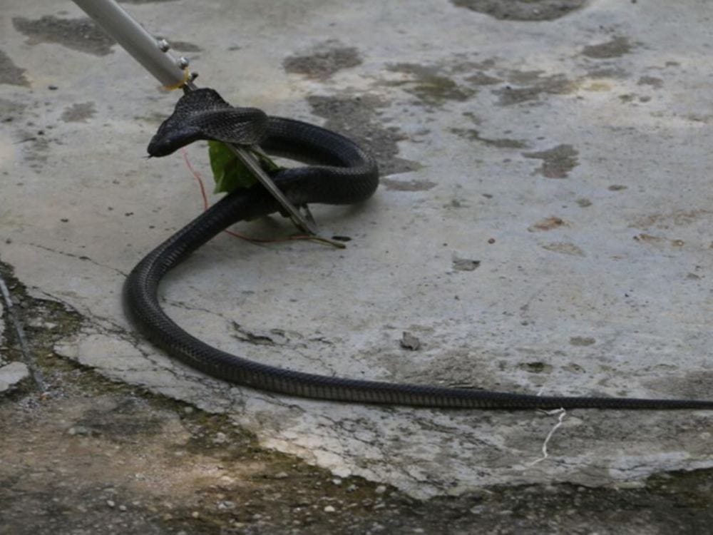 cobra and three most poisonous snake found in house