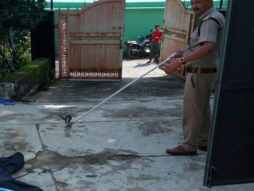 Rare spitting cobra caught in dehradun