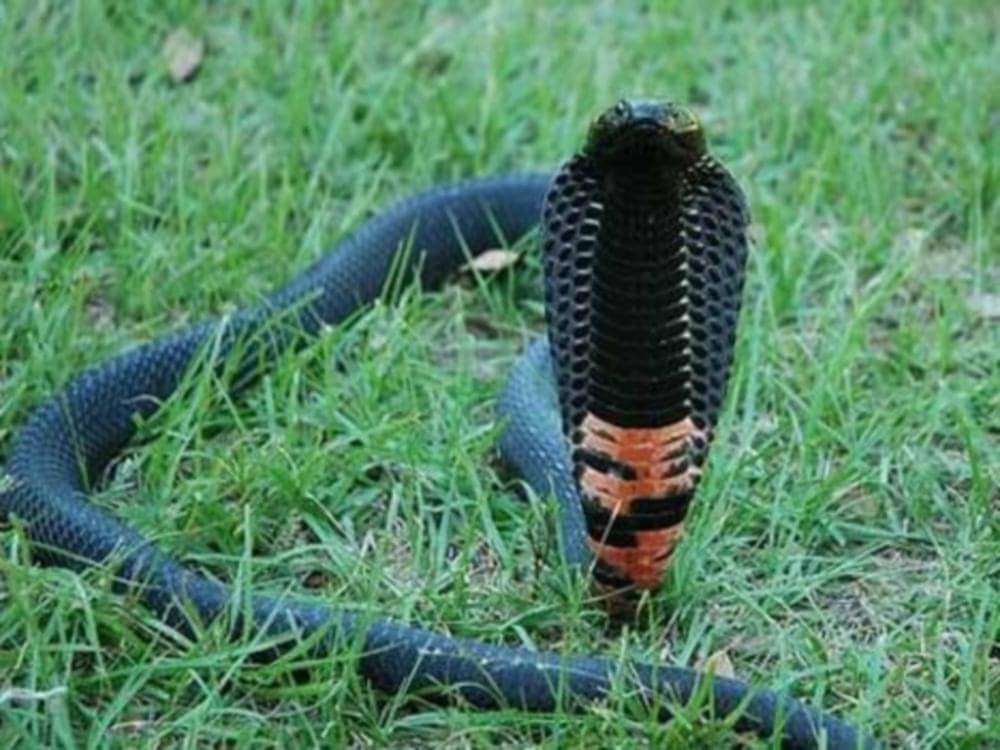 king cobra attacked on a man in laksar