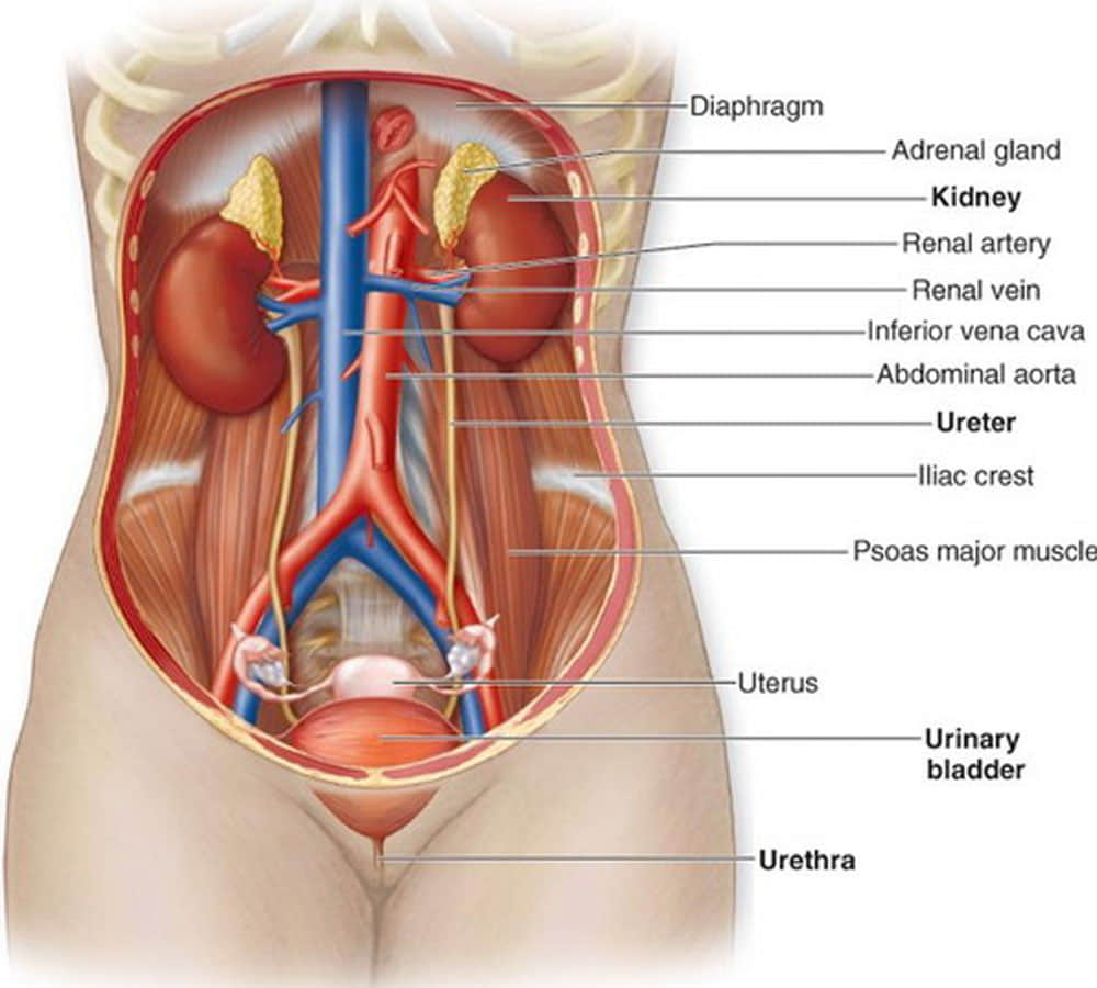 7 warning signs your kidney may be failing