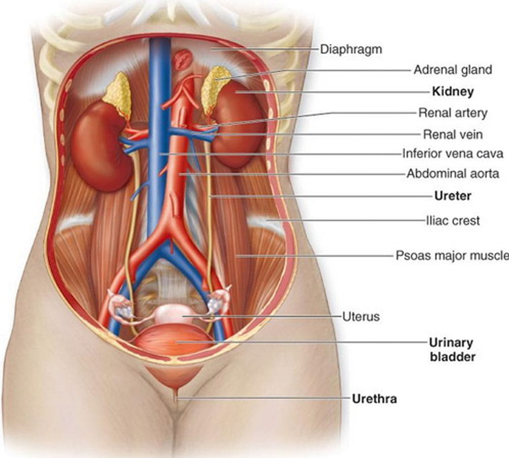 World Kidney Day: warning signs that your kidney may be failing