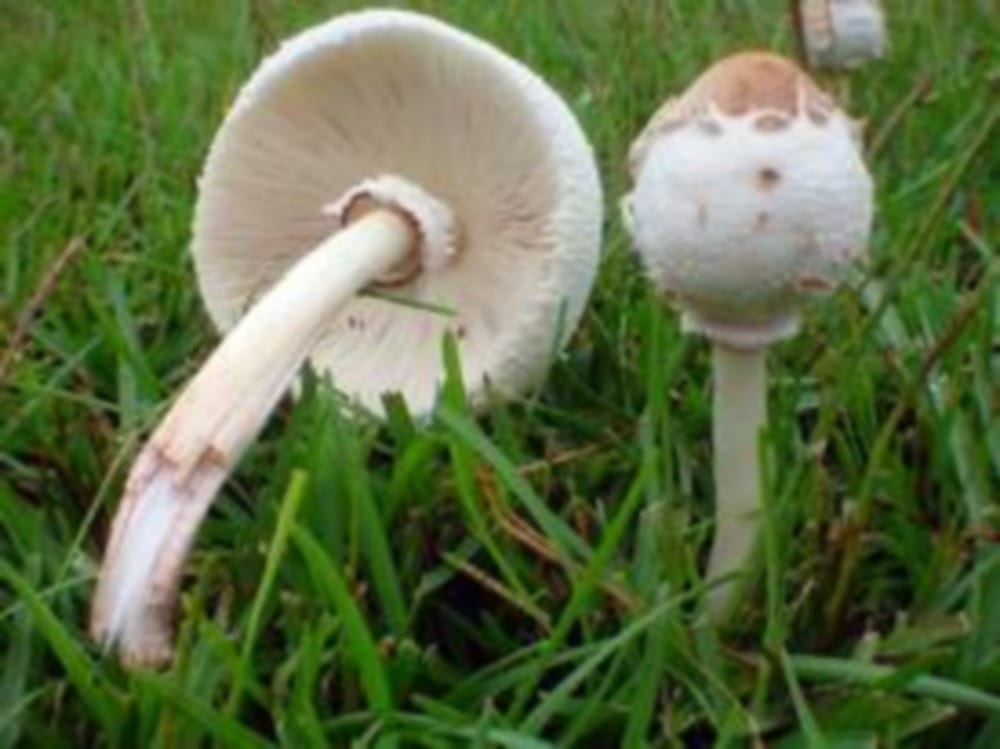   laborer dies due to eating poisonous mushrooms