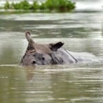 Assam flood 