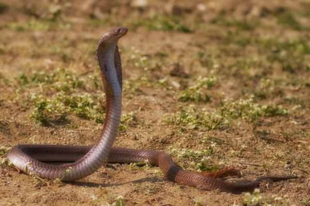 india most dangerous snake