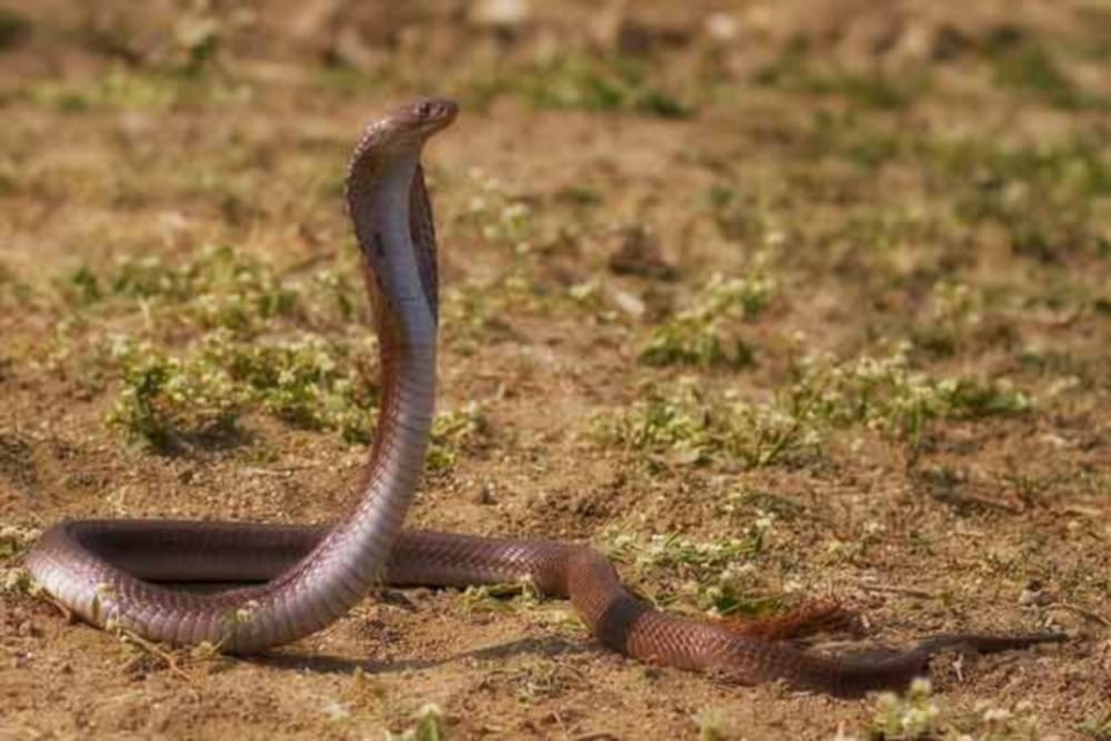 india most dangerous snake