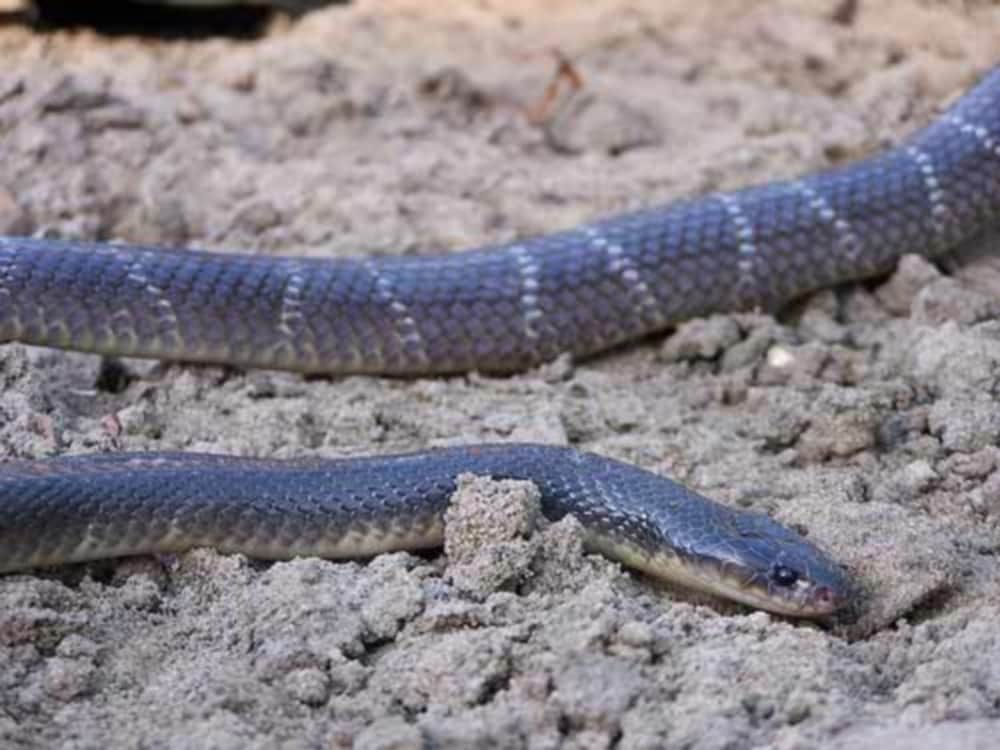 india most dangerous snake
