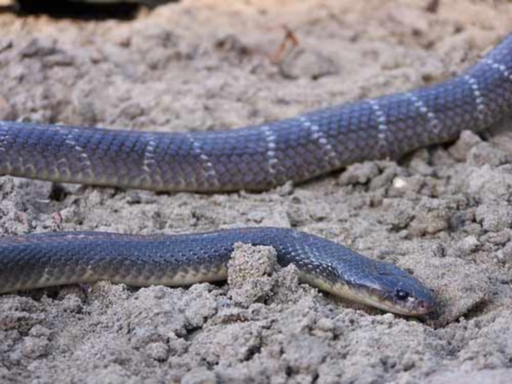 india most dangerous snake