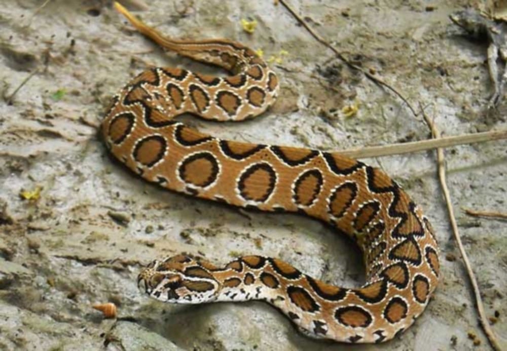 india most dangerous snake