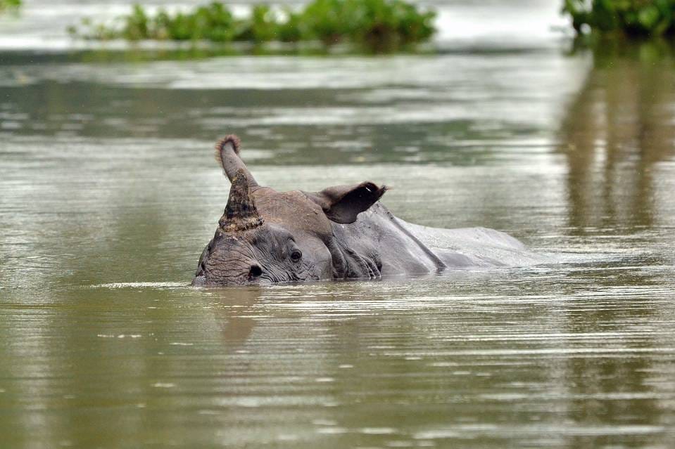 73 Animal died in Assam flood at Kaziranga national park 