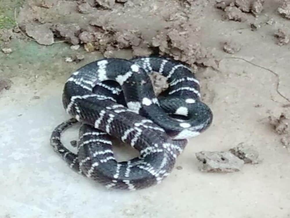 most poisonous common krait snake found in Water tank