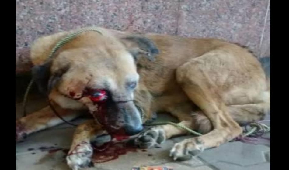 noida traffic marshal brutally killed dog under his feet, video viral