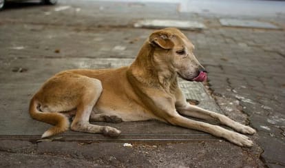 noida traffic marshal brutally killed dog under his feet, video viral