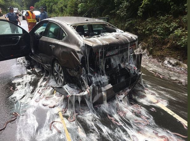  hagfish spill in Oregon america covers highway in slime