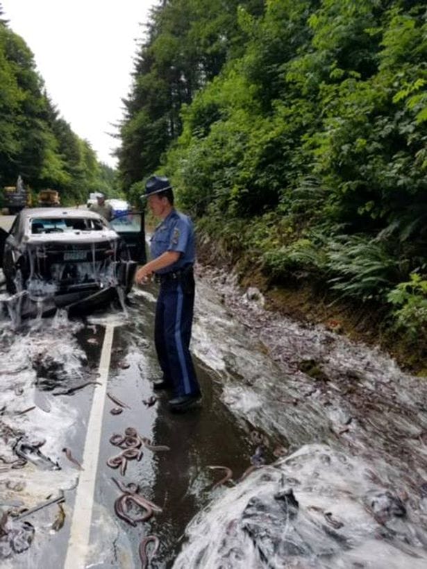  hagfish spill in Oregon america covers highway in slime