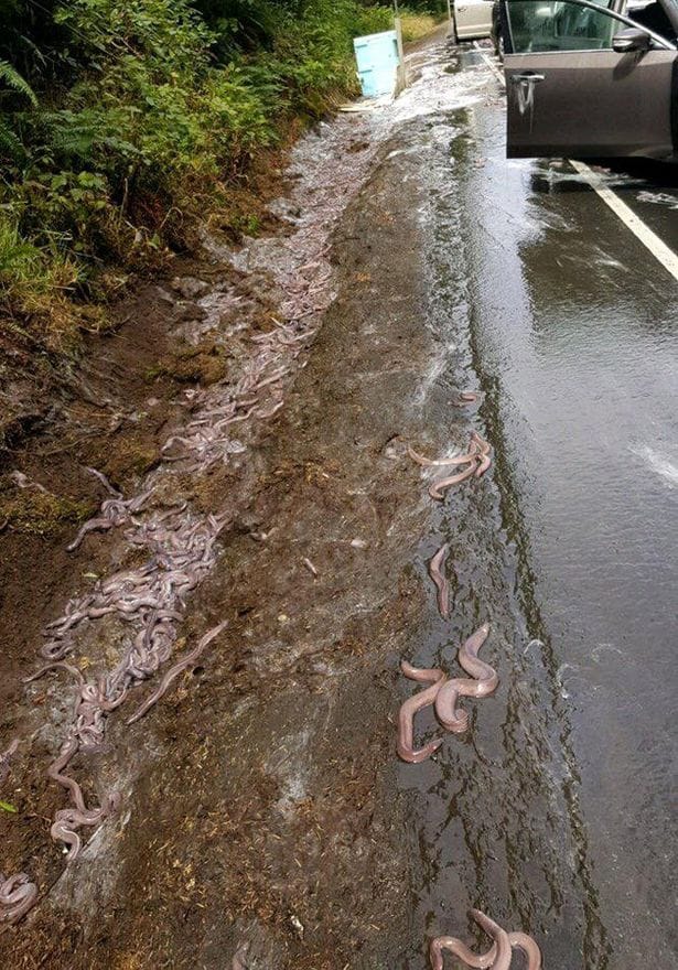  hagfish spill in Oregon america covers highway in slime