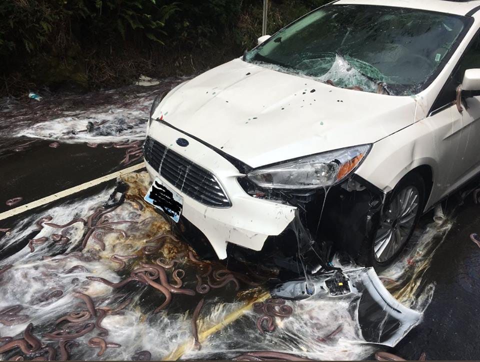  hagfish spill in Oregon america covers highway in slime