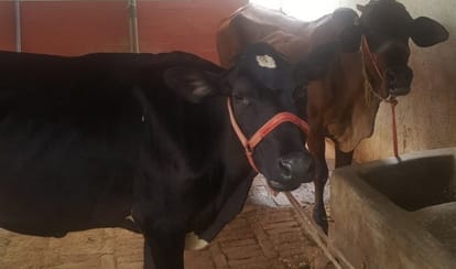 Vaishakh Amavasya 2021 Vaishakh Amavasya ke upay
