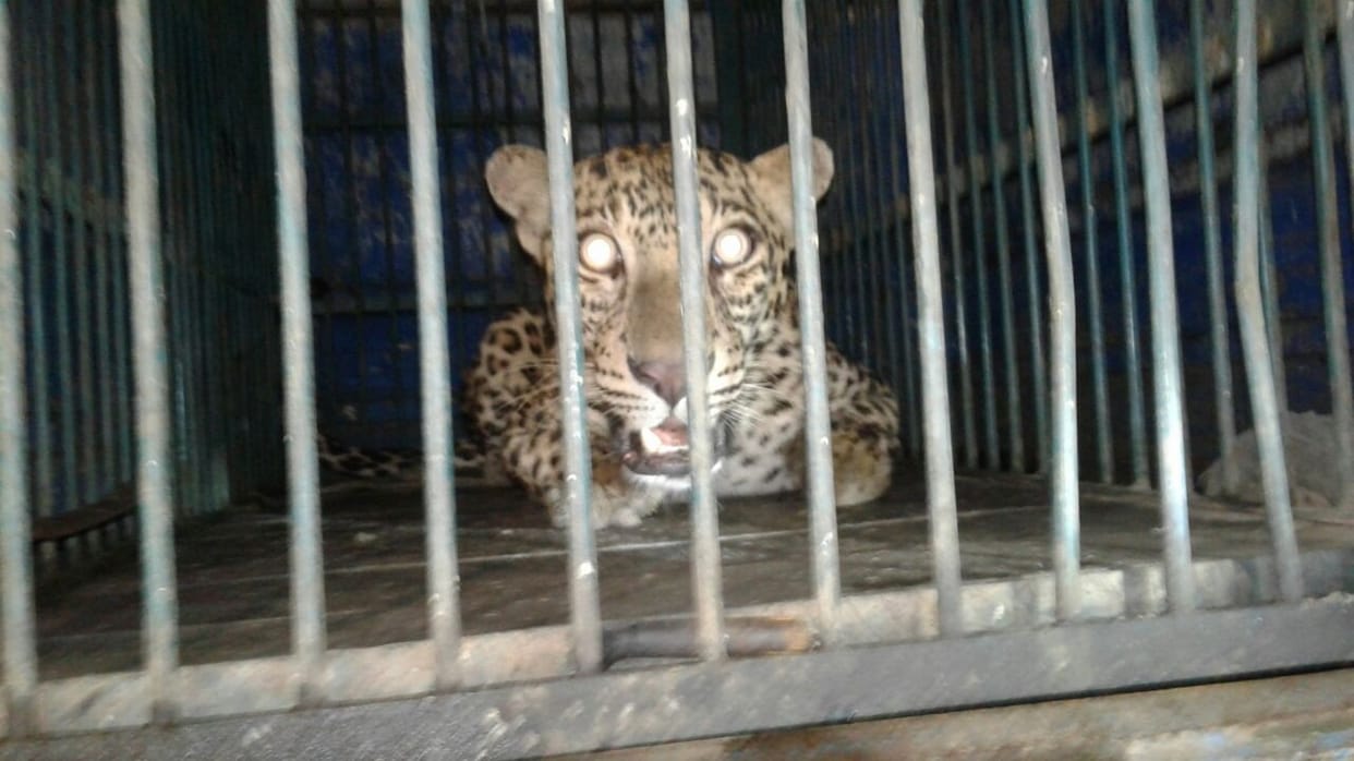 panther from ranthambore come out a cement factory