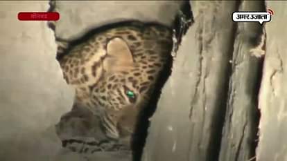 A LEOPARD ATTACKED ON A PERSON IN SONBHADRA