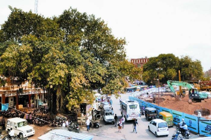 court debarred cutting down of historical trees in wall city in jaipur 