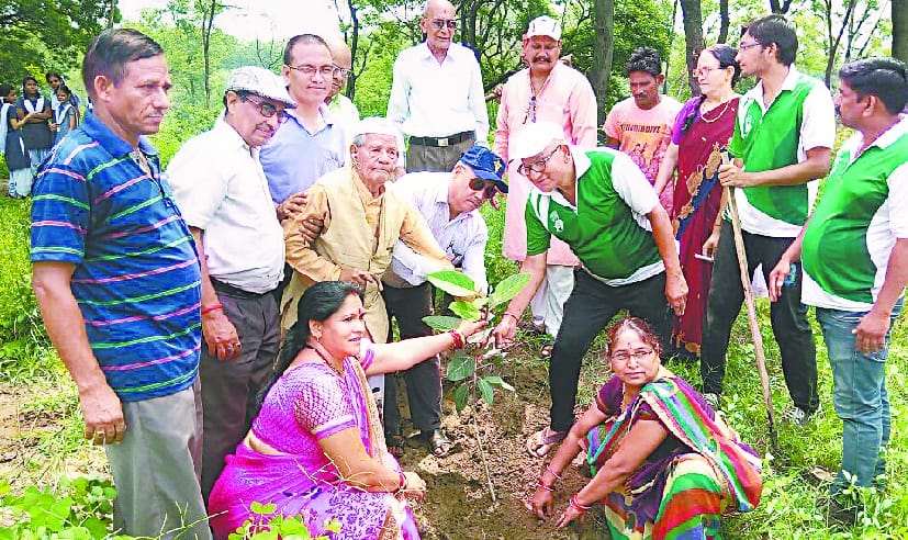 Plant seedlings in the memory forest