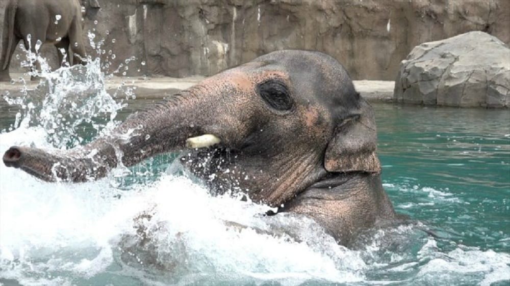 viral video of headstand of Samudra the elephant at Oregon Zoo in the USA