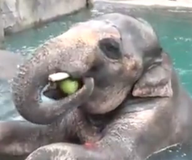 viral video of headstand of Samudra the elephant at Oregon Zoo in the USA