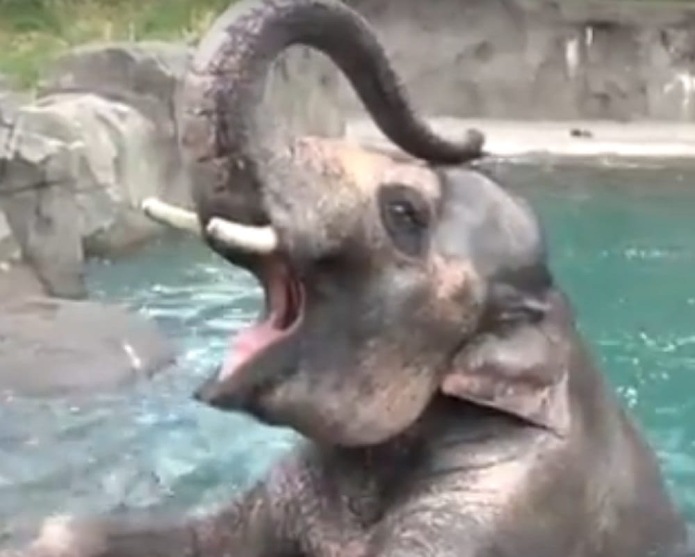 viral video of headstand of Samudra the elephant at Oregon Zoo in the USA