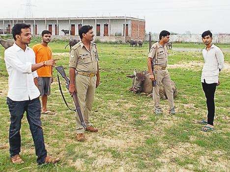 A truck loaded with cattle, four assailants