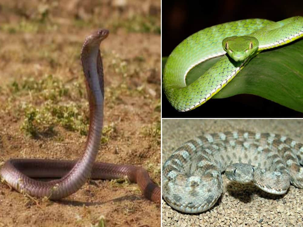 india most dangerous snake