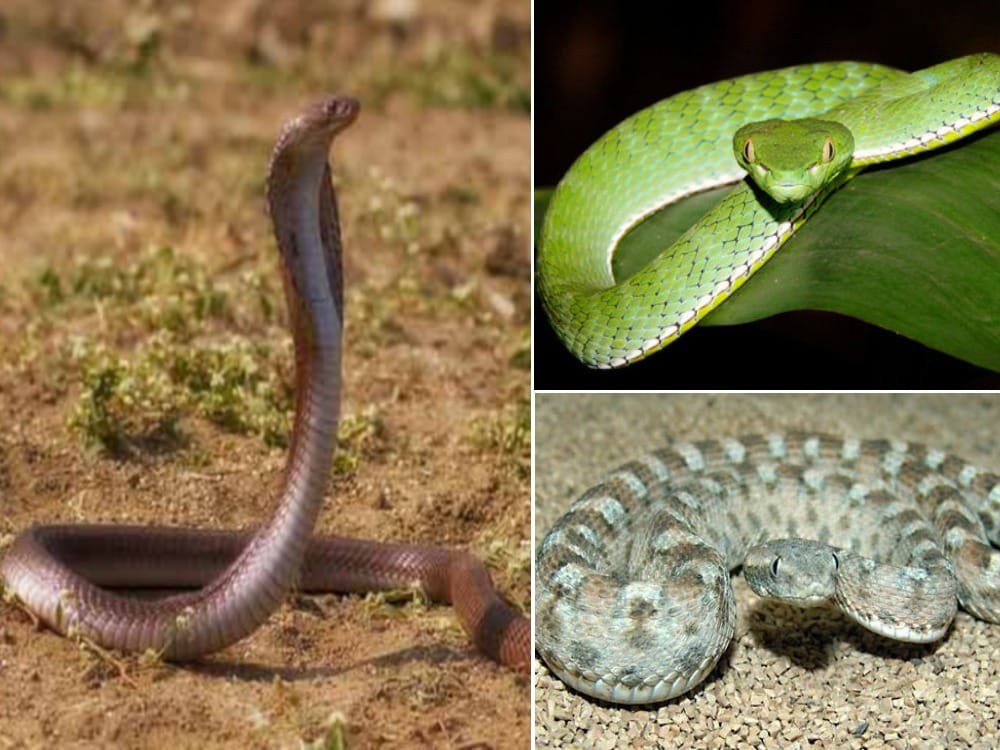 india most dangerous snake