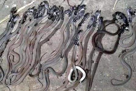46 snakes in a house